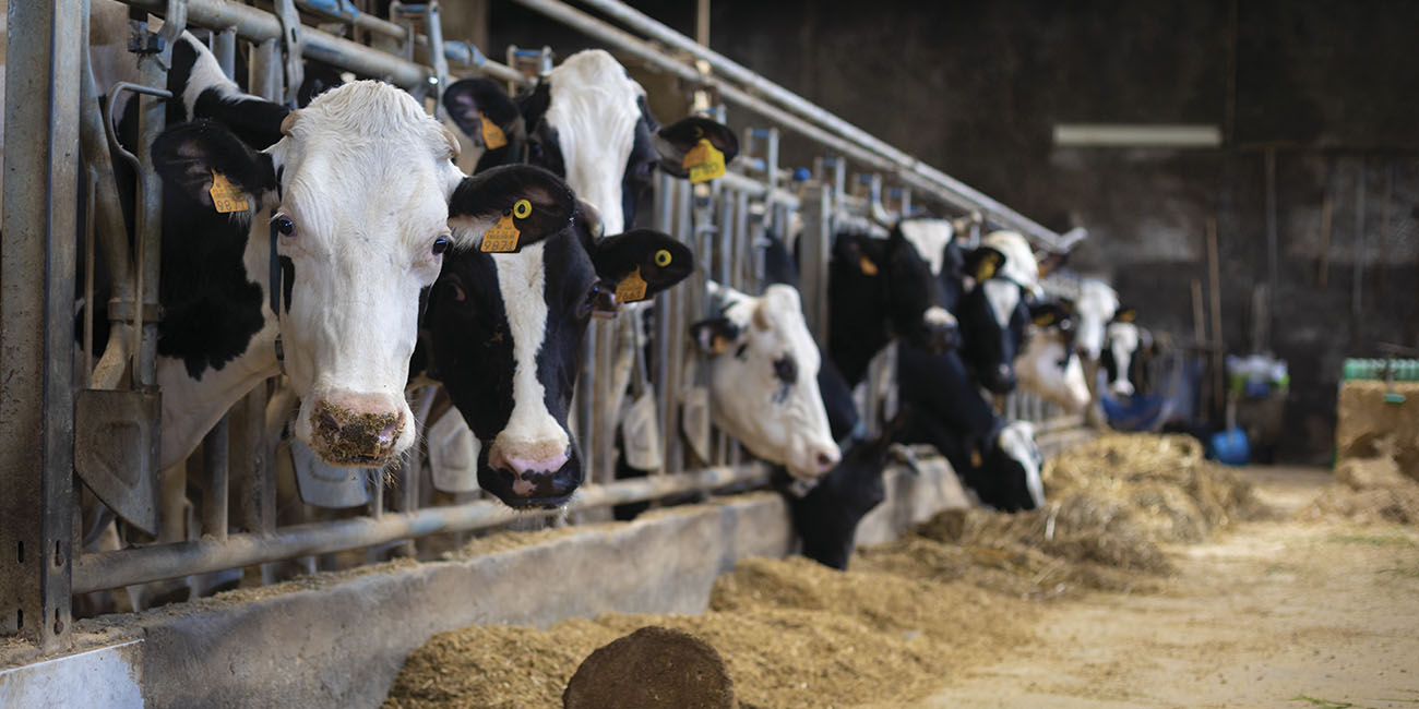 Cientistas chineses clonam vacas capazes de produzir 18 toneladas de leite por ano