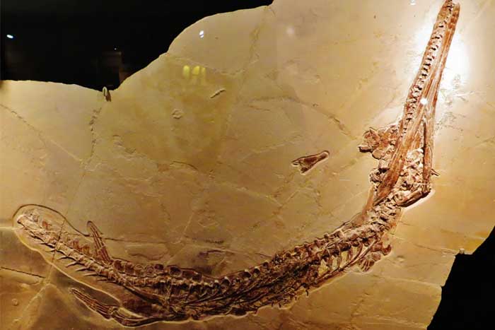 Investigadores descobrem nova espécie de crocodilo marinho pré-histórico em Angola