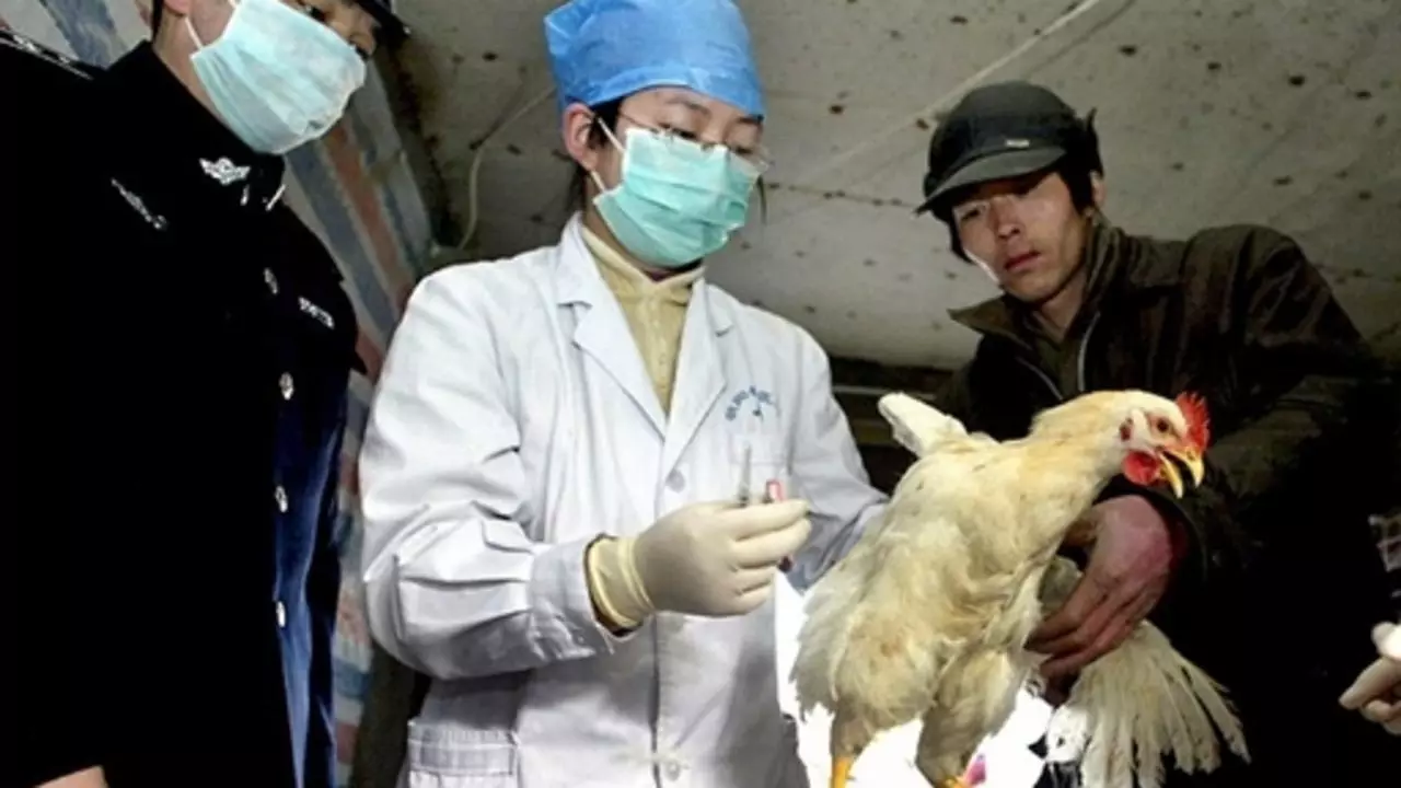 China detecta o primeiro caso humano de gripe das aves H10N3