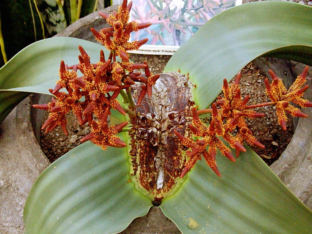 Instituto Superior Politécnico do Cuanza Sul lança mestrado em protecção de plantas