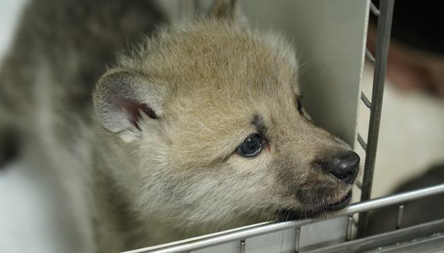 Empresa chinesa clona espécime de lobo ártico